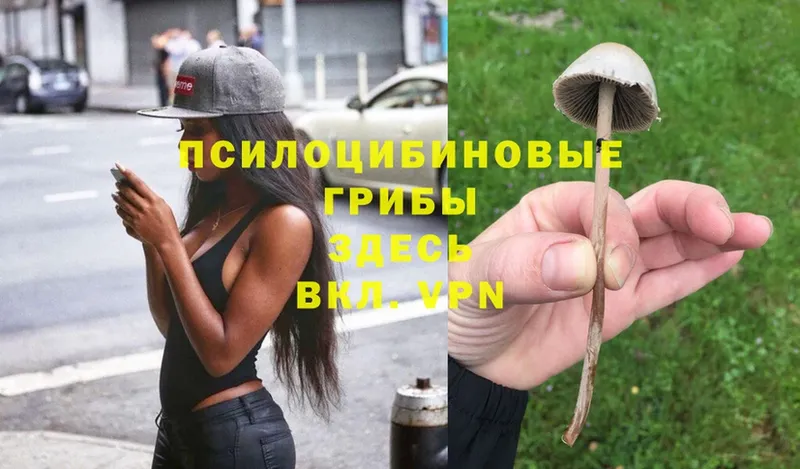 как найти наркотики  Сыктывкар  Псилоцибиновые грибы Magic Shrooms 